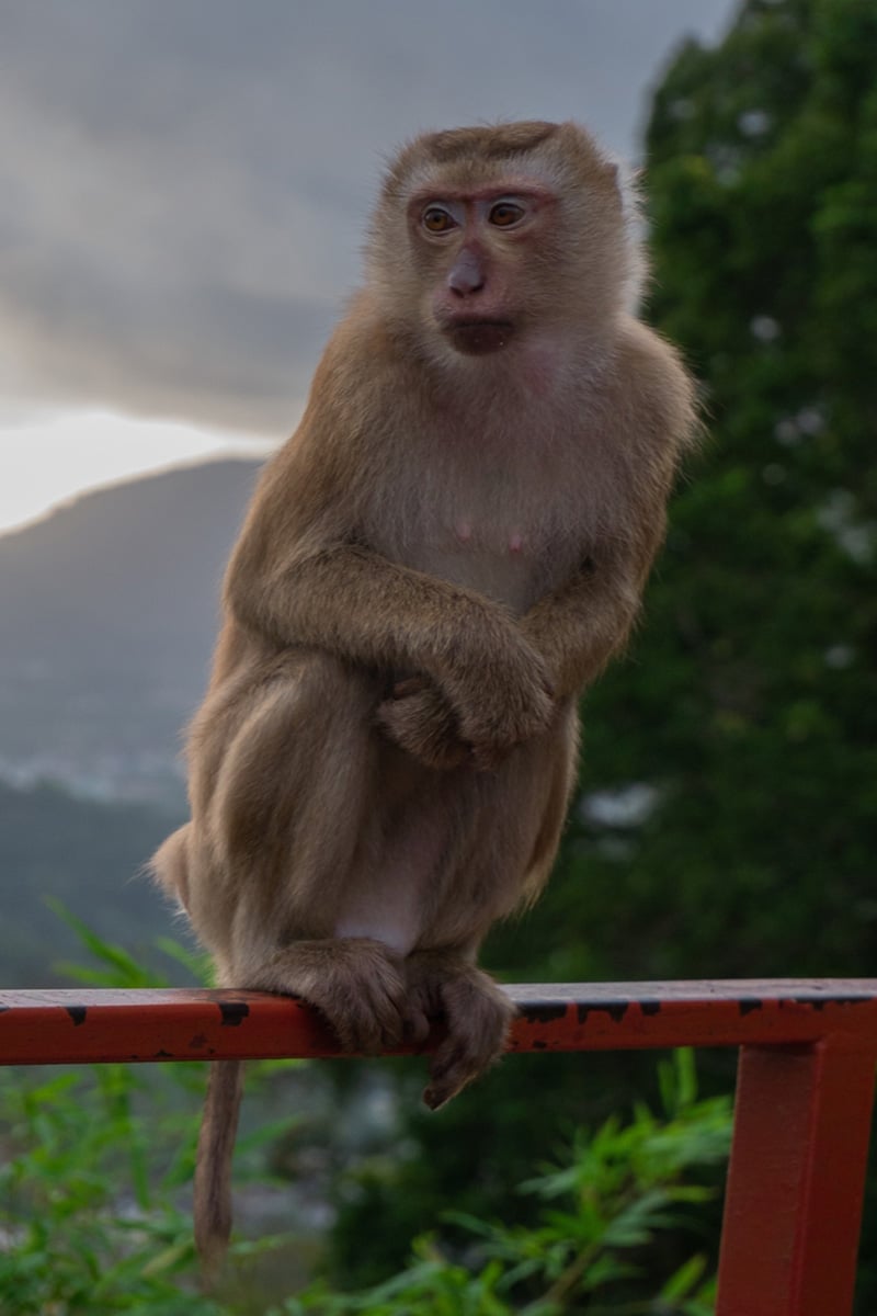 Monkey Hill Thailand