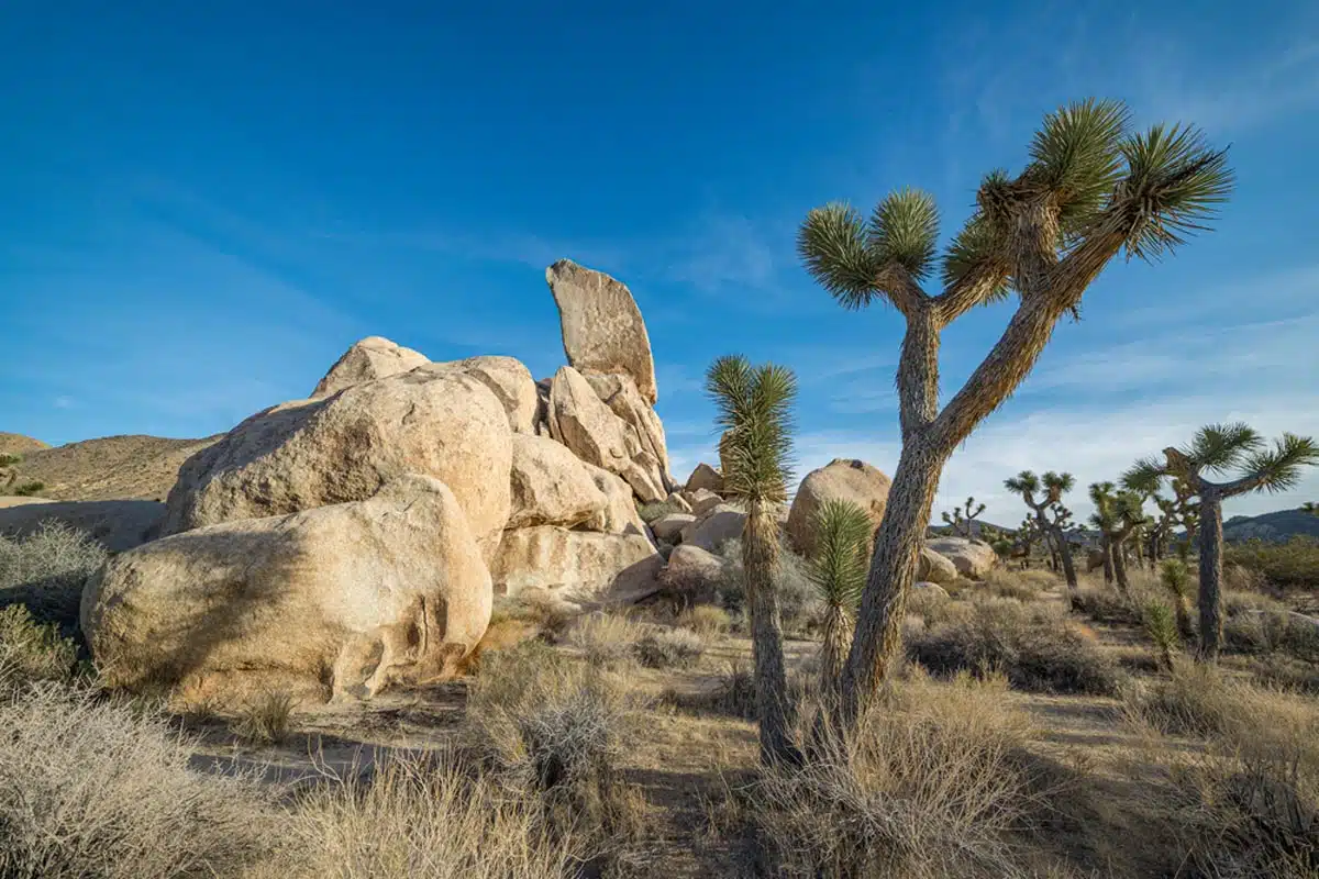 Ryan Campground, Joshua Tree National Park