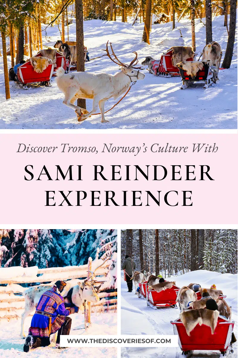 Sami Reindeer Experience