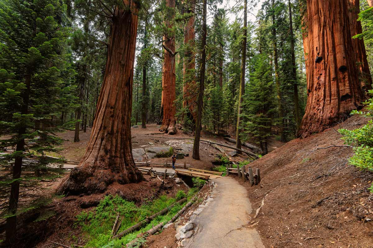 Sequoia National Forest in California