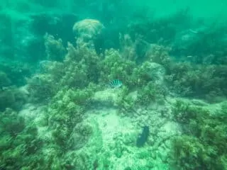 Snorkelling Moyenne Seychelles