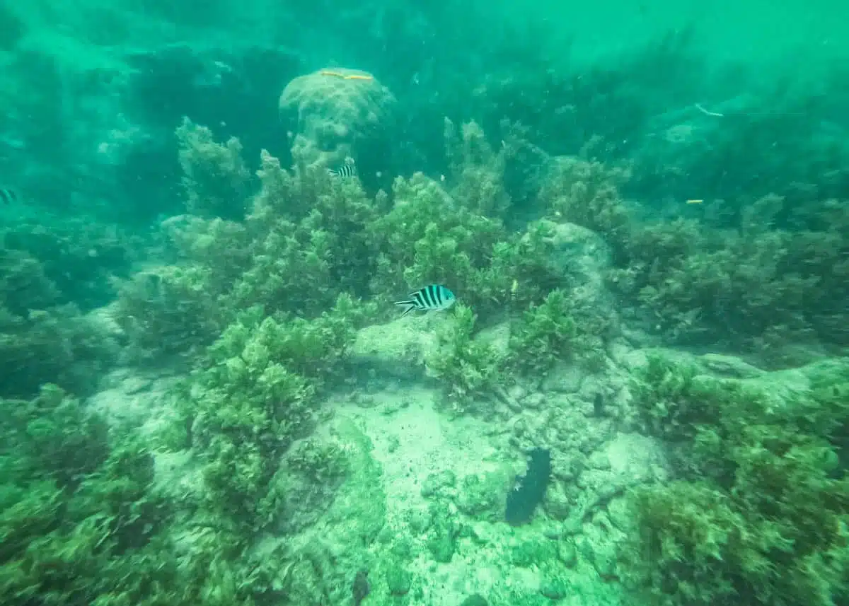 Snorkelling Moyenne Seychelles