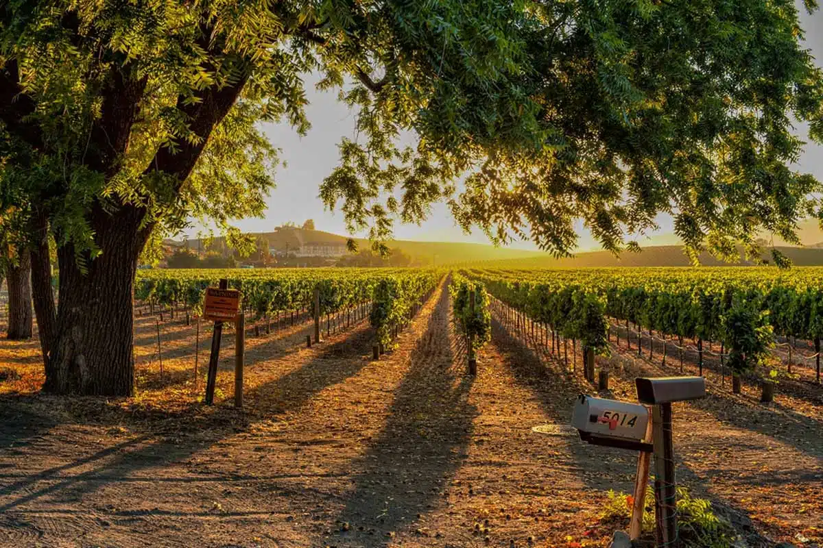 Sonoma California Vineyards