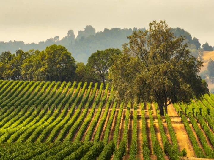 The Best Things to do in Sonoma: Wine Tasting, Spa Days and More