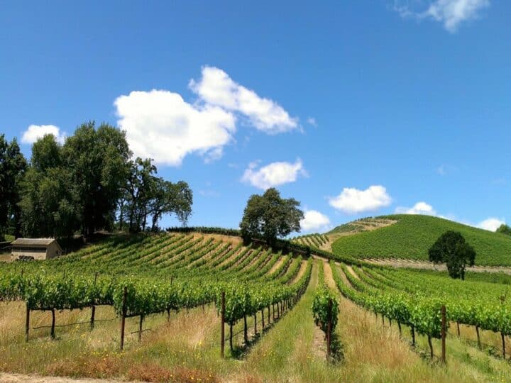 Where to Stay in Sonoma: The Best Areas + Hotels For Your Trip