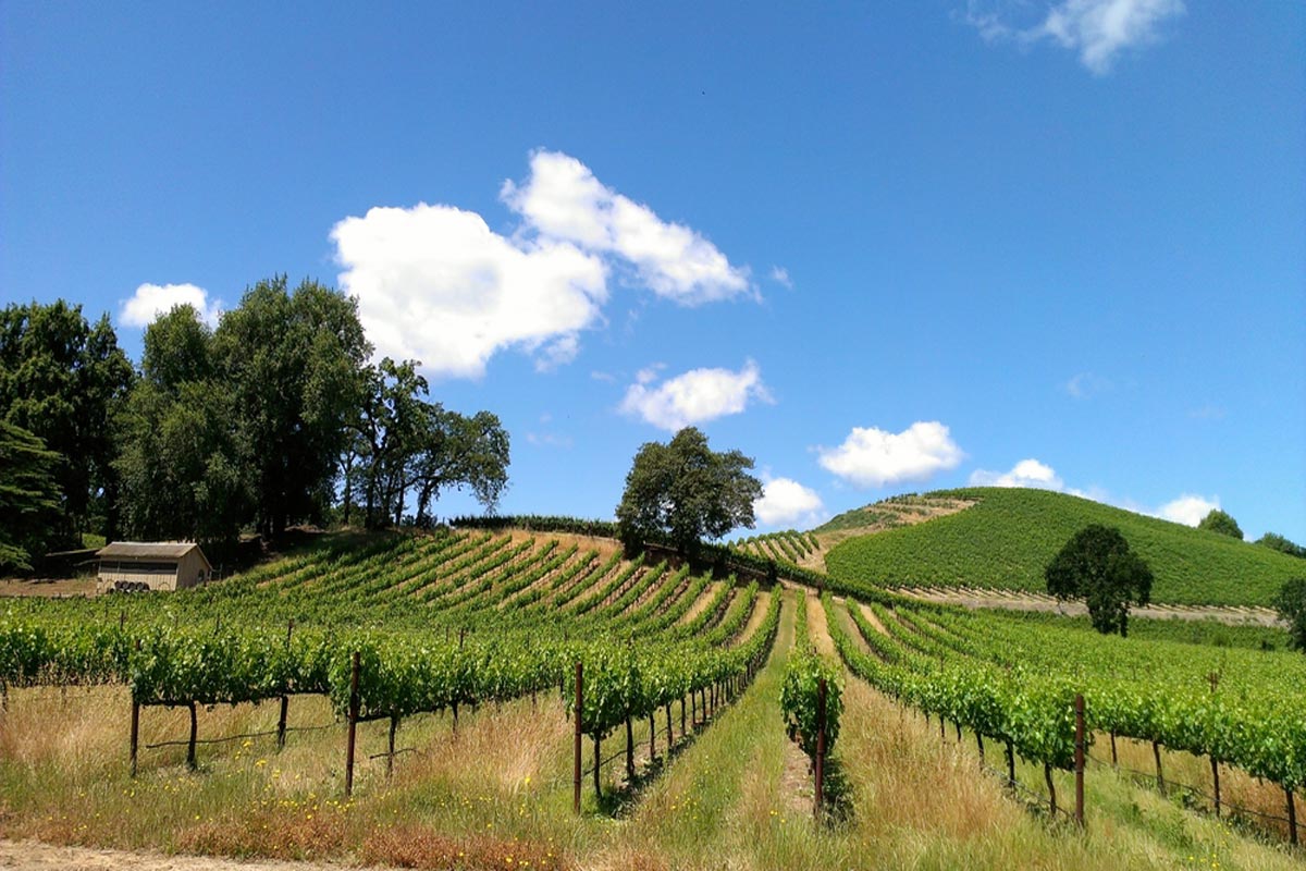 Sonoma County Vineyard