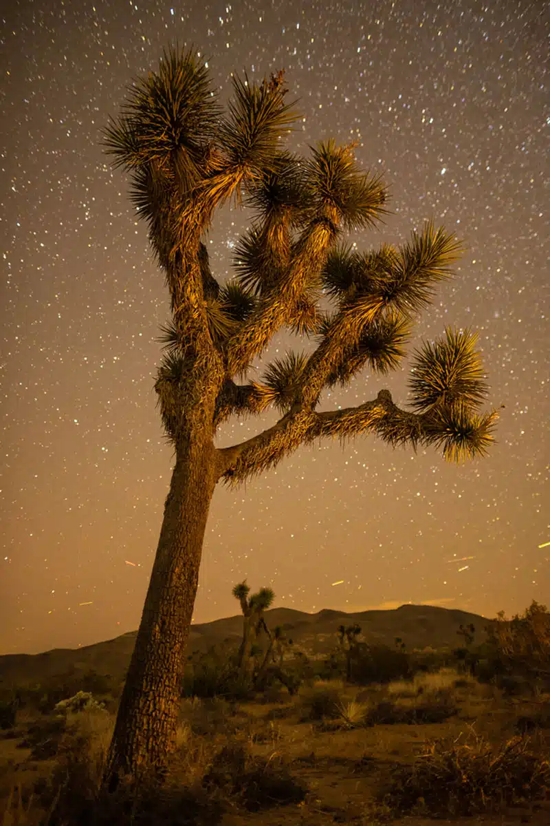 Stargazing in Joshua Tree