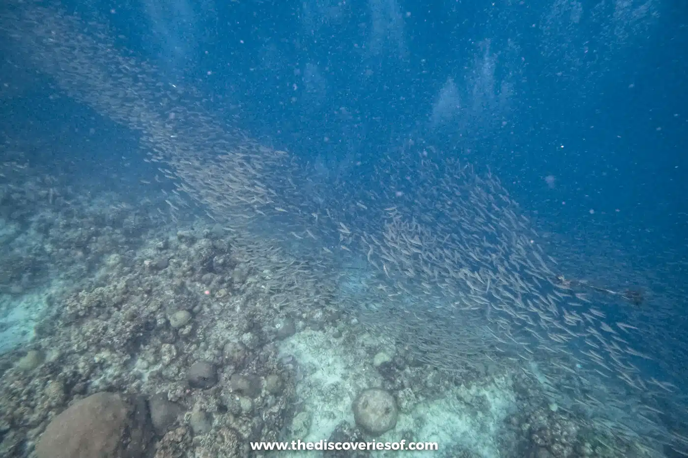 Sardine bait ball in Moalboal