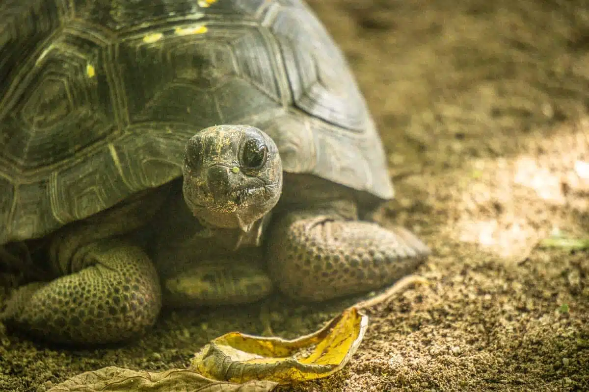 Tortoises Seychelles