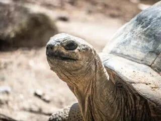 Tortoise