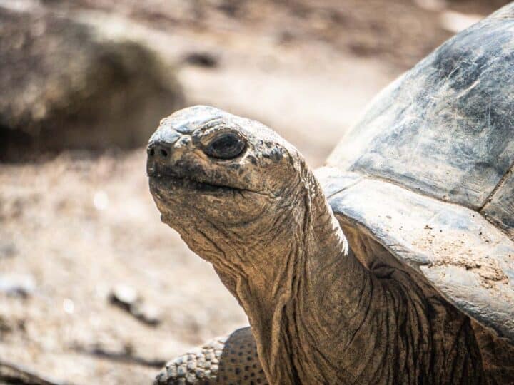 The Seychelles’ Giant Tortoises: A Guide to Seeing the Aldabra Tortoises