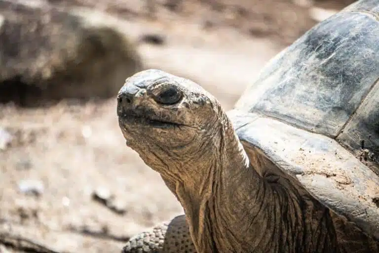 The Seychelles’ Giant Tortoises: A Guide to Seeing the Aldabra Tortoises