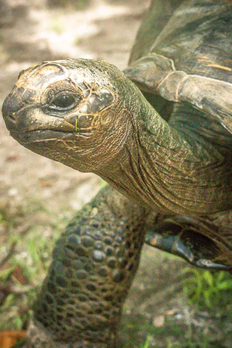 Tortoises Seychelles
