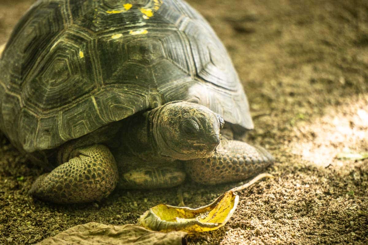 Tortoises in the Seychelles