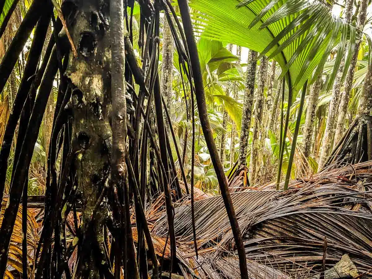 Vallee de Mai National Park