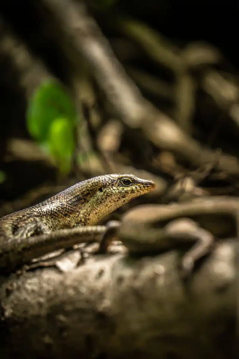 Wright's Skinks Aride Seychelles-3