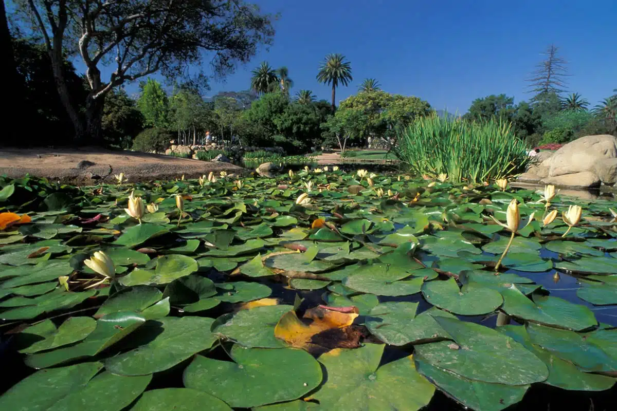 Alice Keck Park