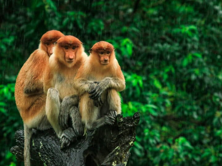 The Best Things to do in Borneo: 14 Incredible Activities