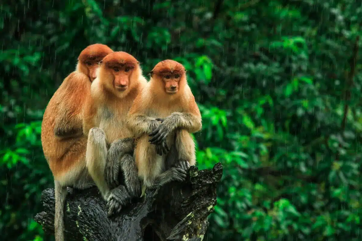 Borneo, Malaysia