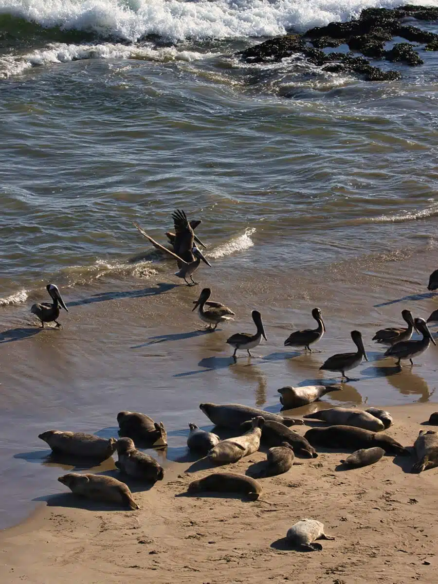 Seals of Carpinteria Harbor