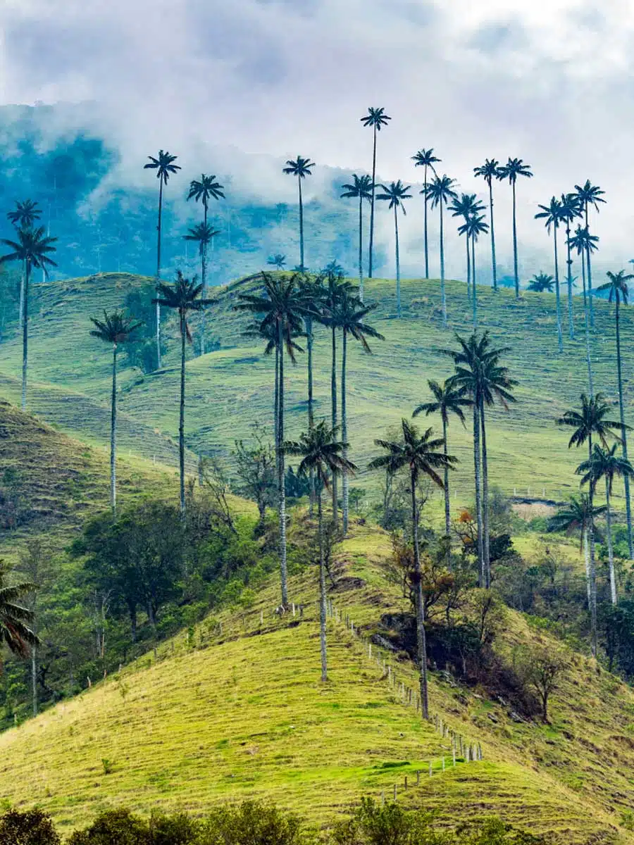  Cocora Valley