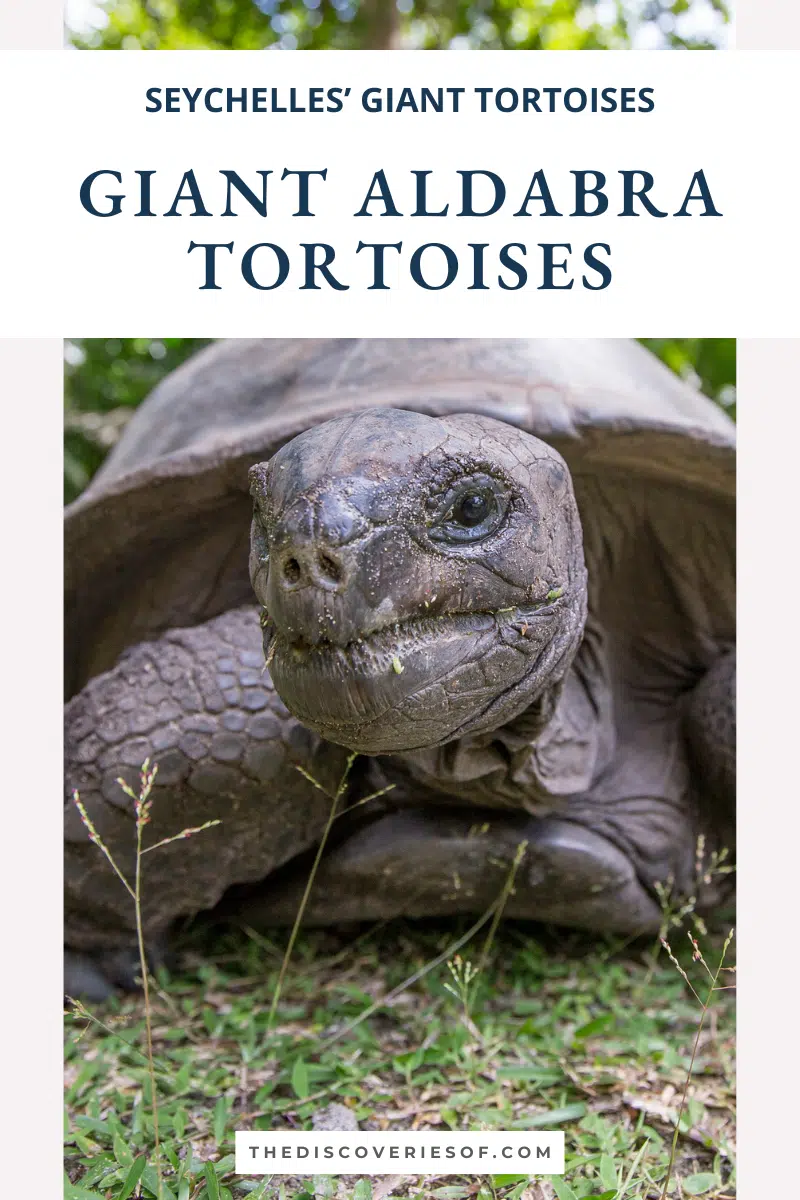 Giant Aldabra Tortoises