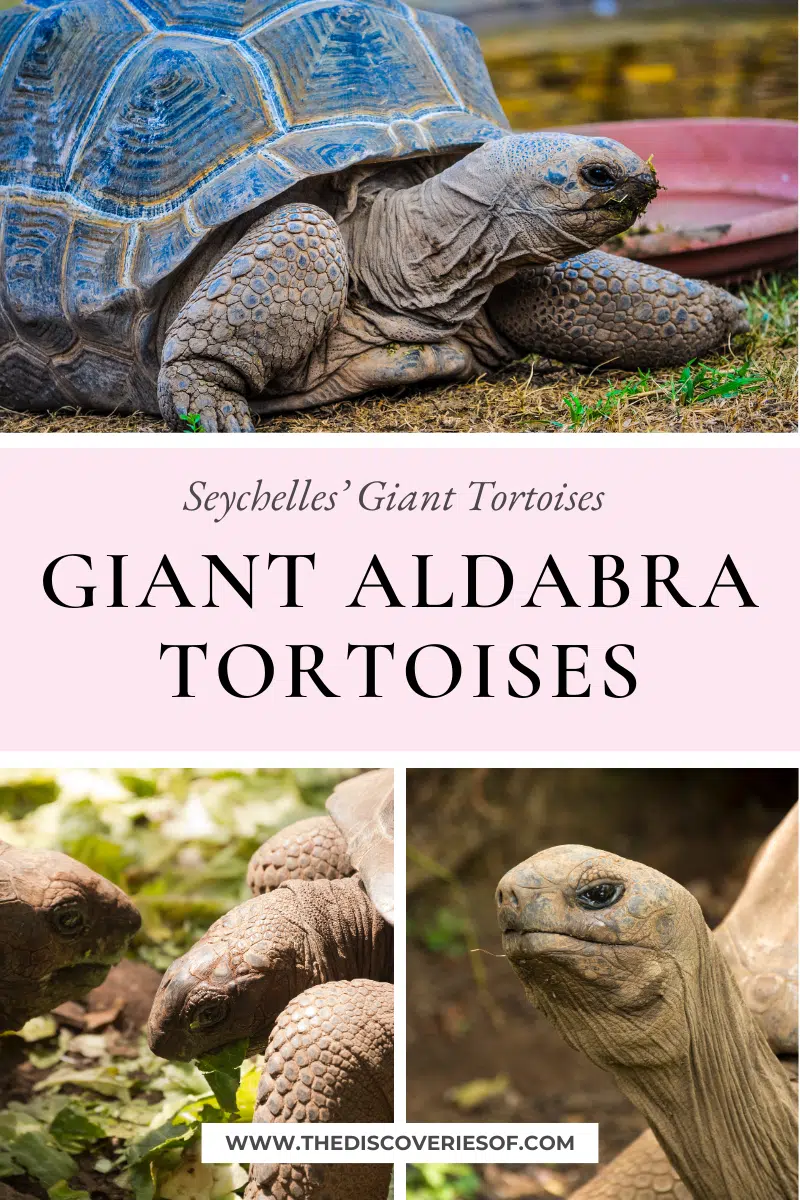 Giant Aldabra Tortoises