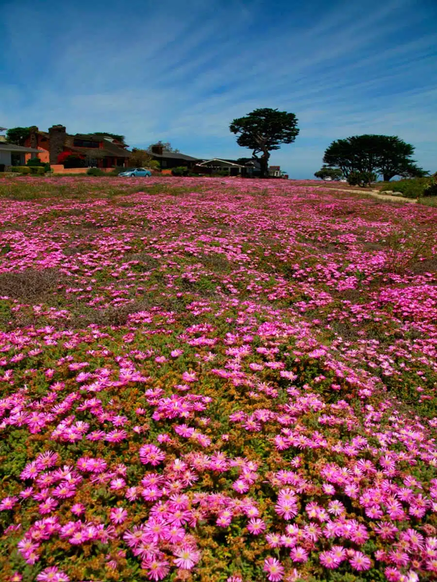 Monterey Bay 