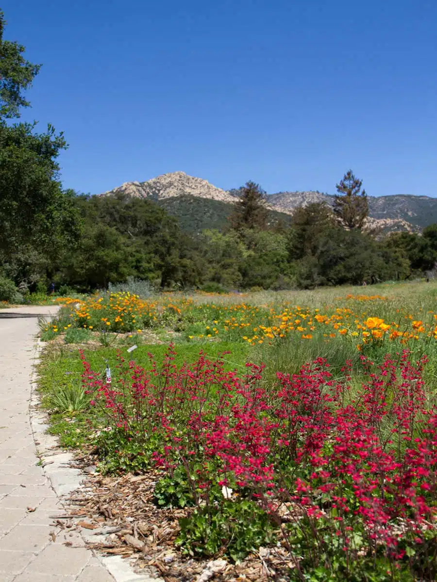 Santa Barbara Botanic Garden