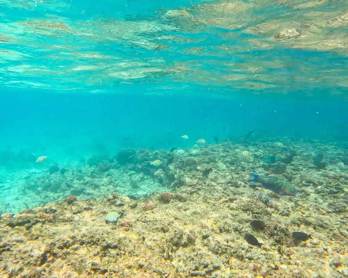 Snorkelling Grande Soeur Seychelles