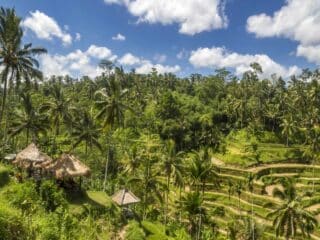 Ubud's famous rice terraces