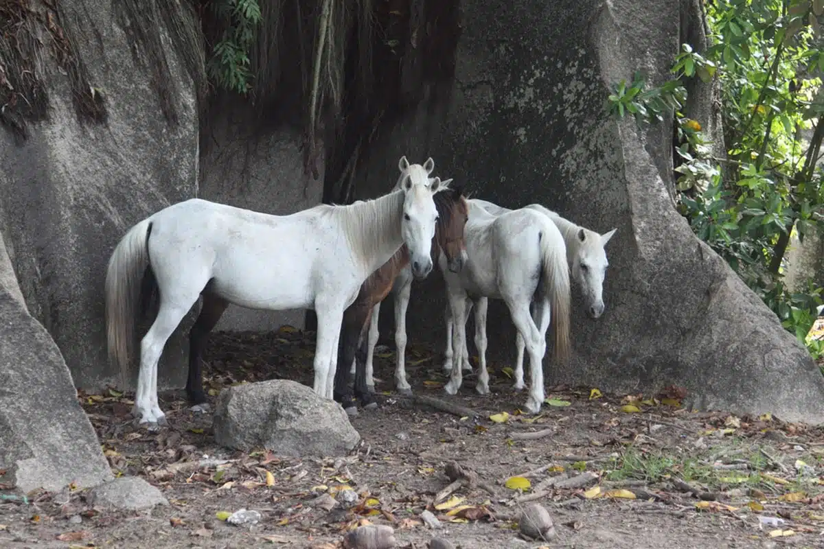 Veuve Nature Reserve ,La Digue, Seychelles