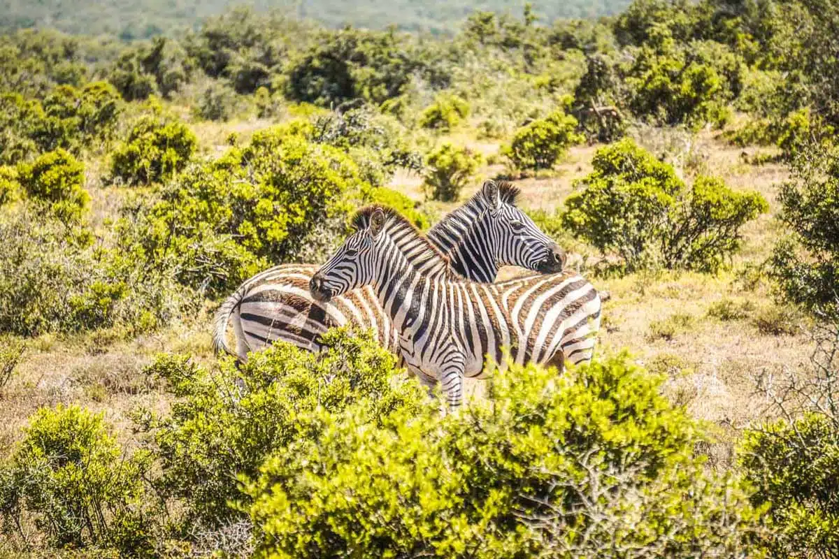 Addo Elephant National Park