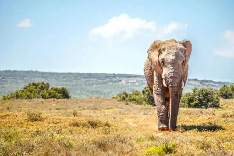 Safari in Addo Elephant National Park: A Step-by-Step Guide