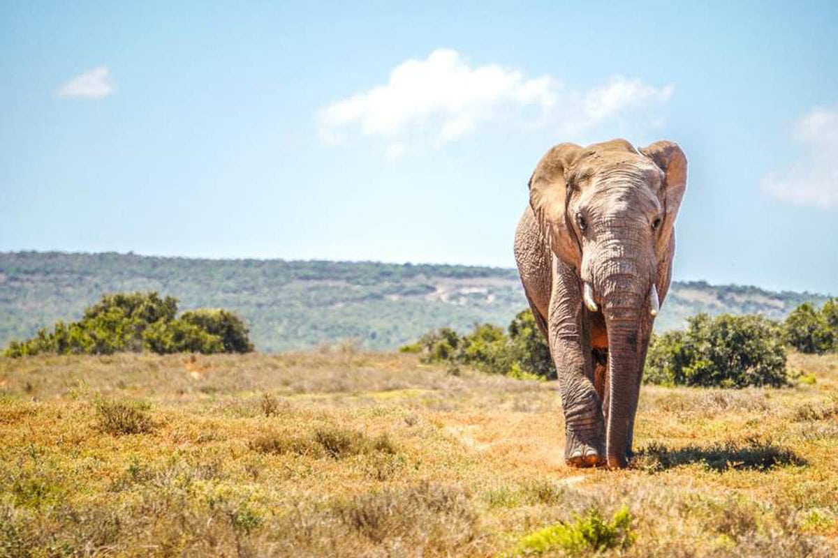 Addo Elephant National Park