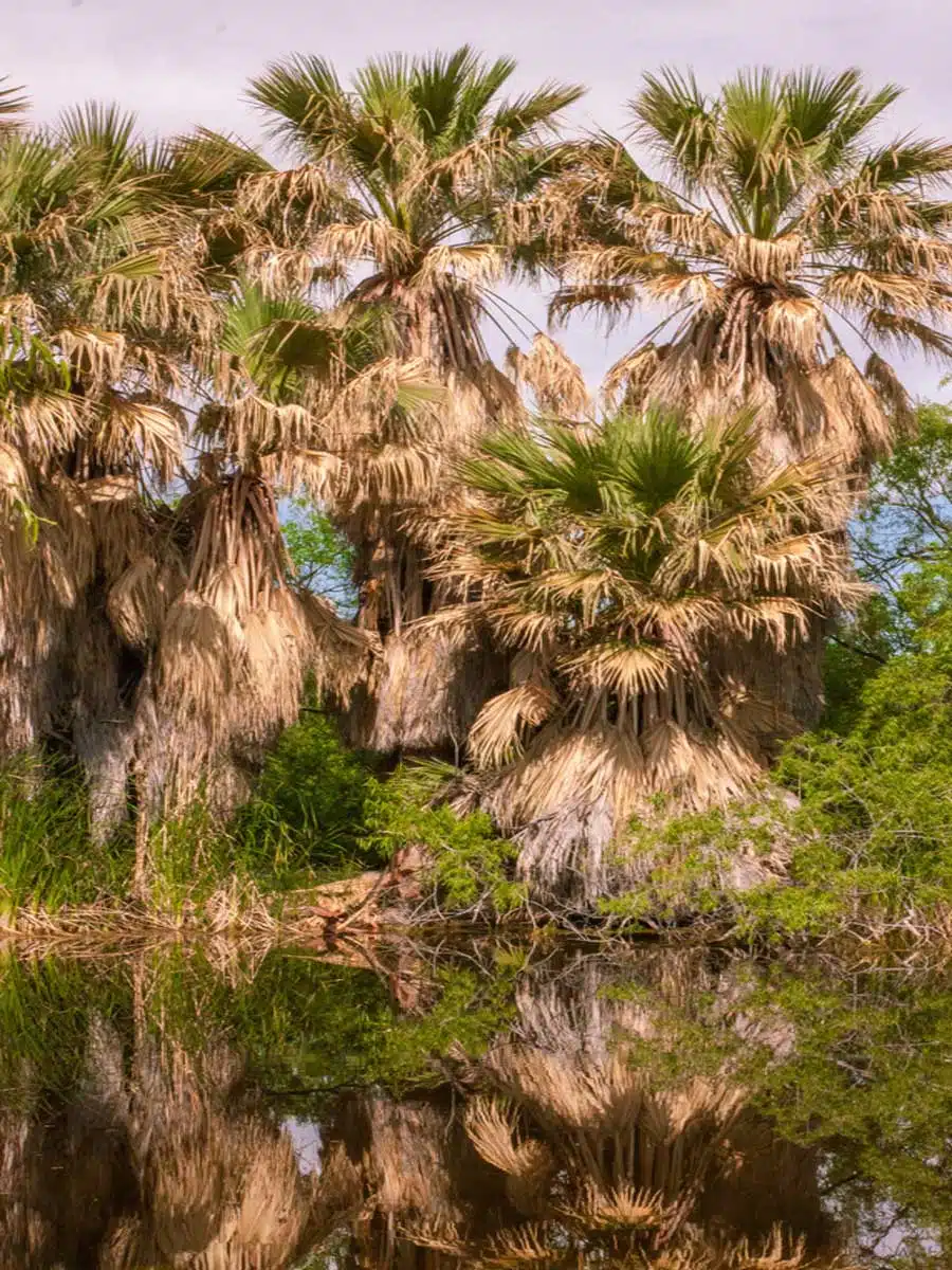 Agua Caliente Park 