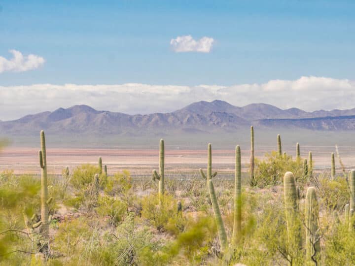 Stunning Hikes in Tucson: Trails to Help You Discover Tucson’s Rugged Surroundings
