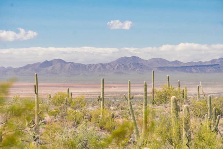 Stunning Hikes in Tucson: Trails to Help You Discover Tucson’s Rugged Surroundings