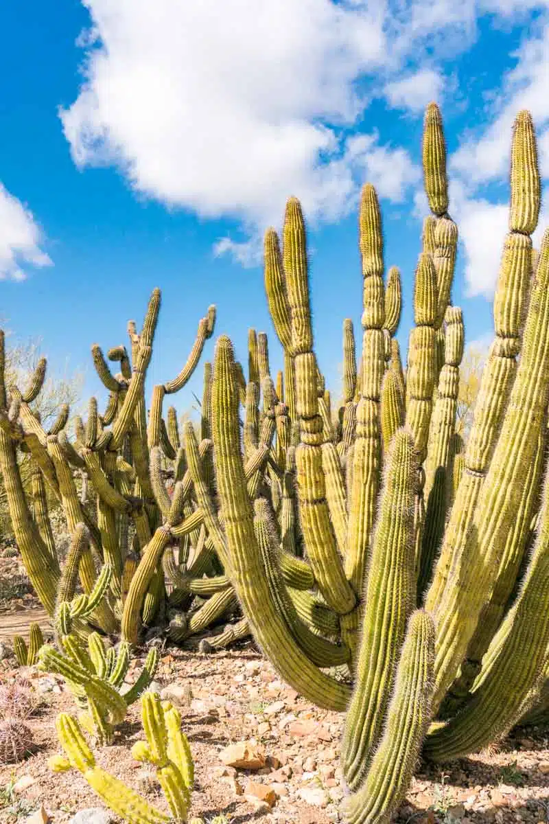 Arizona-Sonora Desert Museum