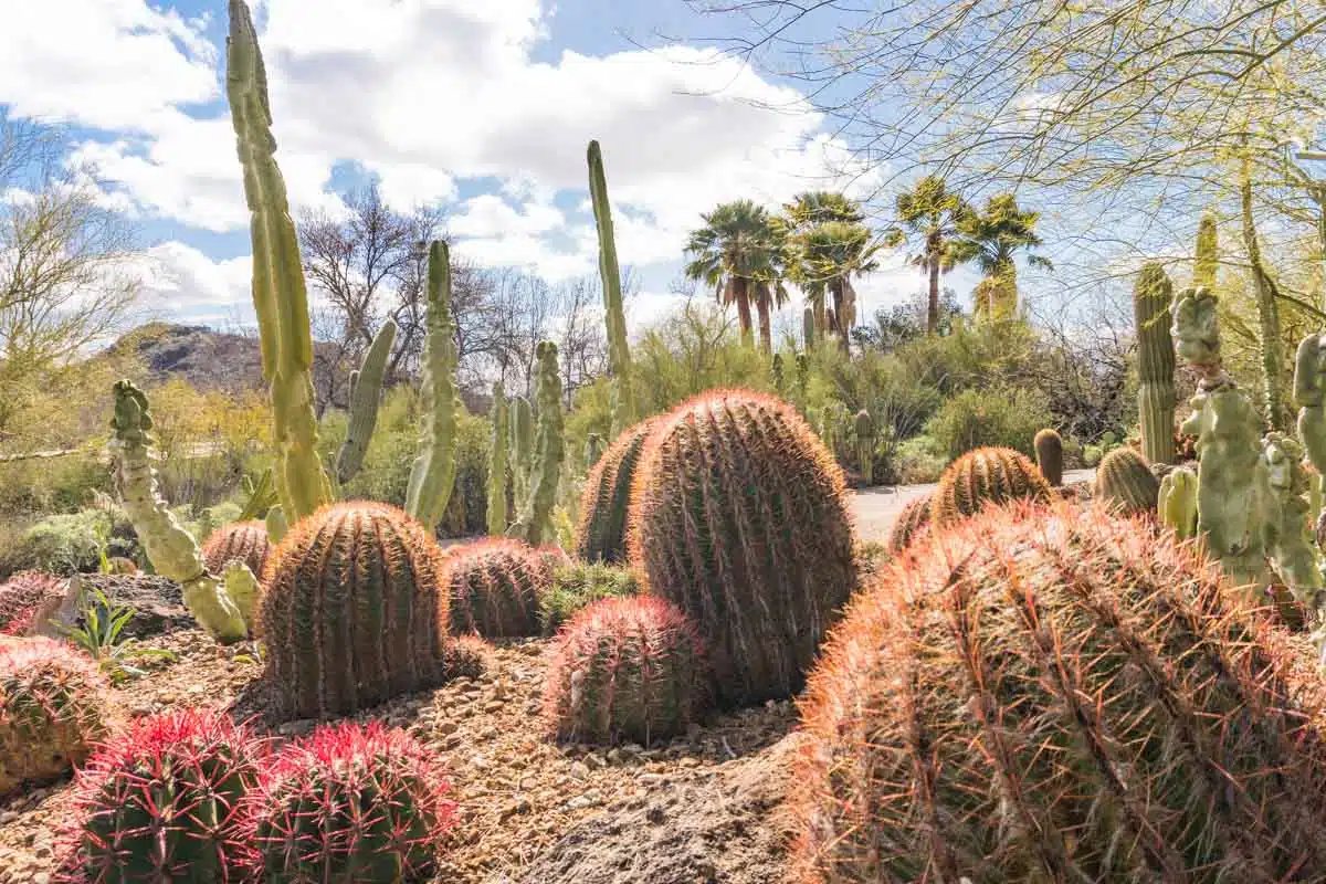 Arizona-Sonora Desert Museum