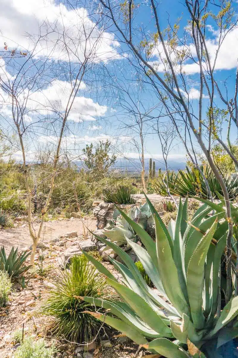 Arizona-Sonora Desert Museum