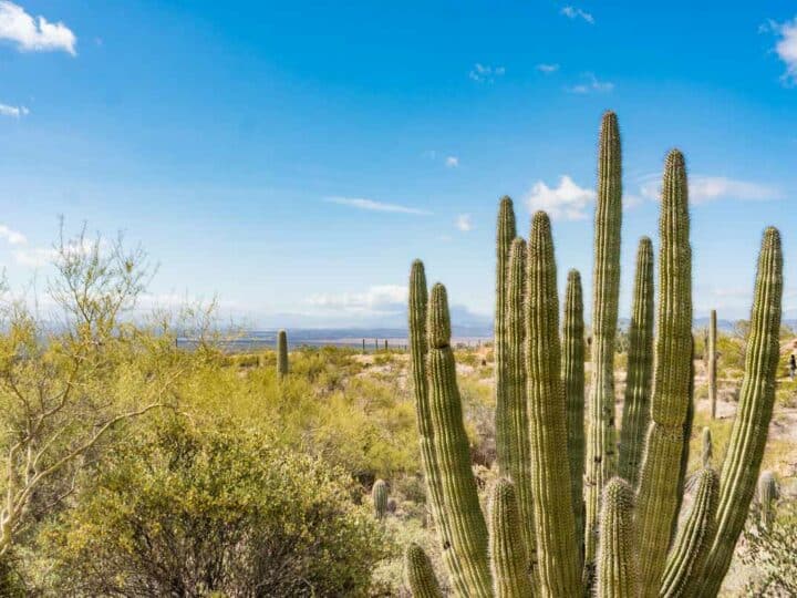 19 Fantastic Things to Do in Tucson: Discover the Southwest