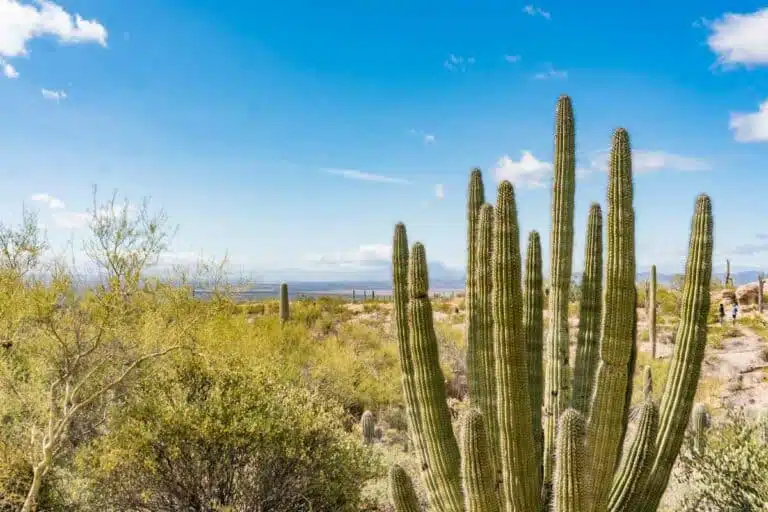 19 Fantastic Things to Do in Tucson: Discover the Southwest