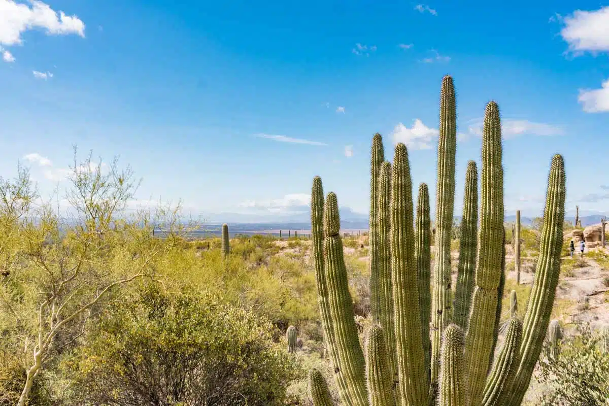 Arizona Sonora Desert Museum Tucson