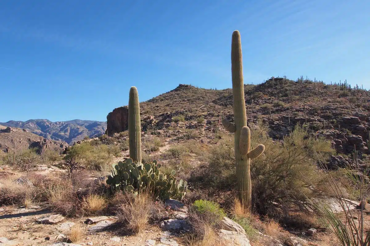 Blackett’s Ridge Trail 