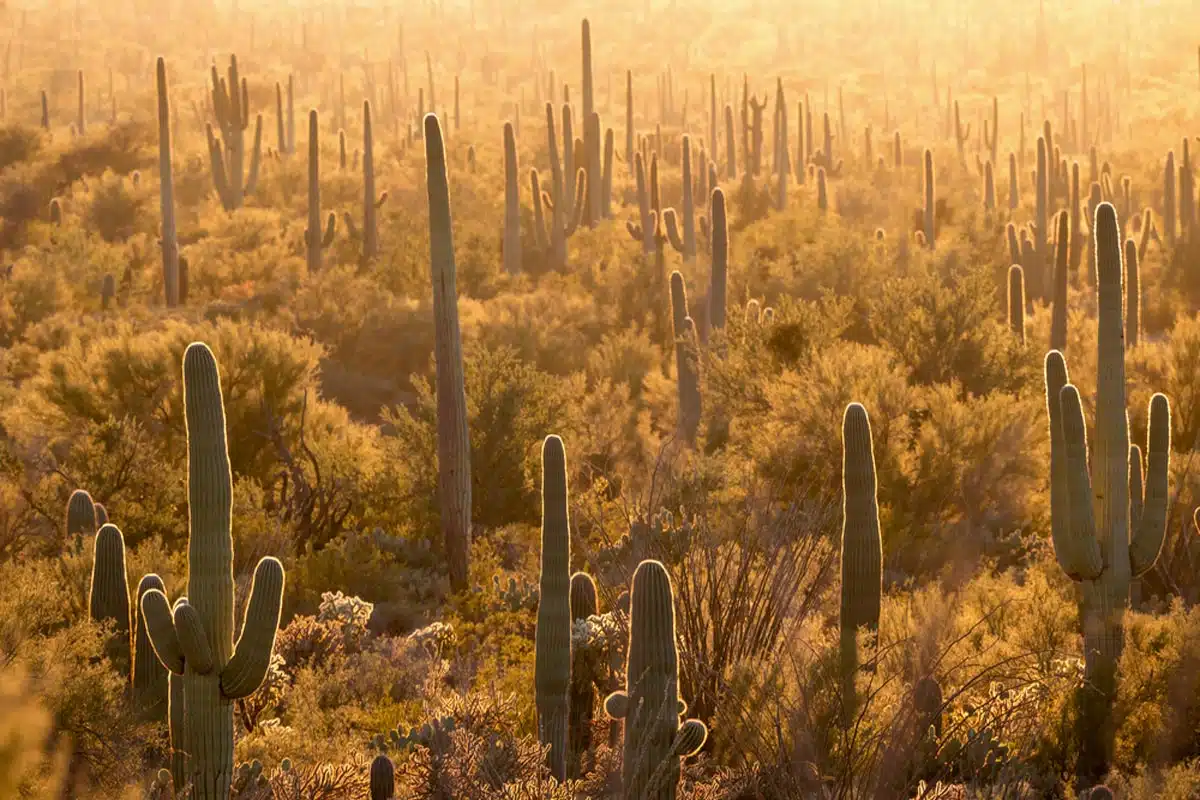 Cactus Forest Saguaro National Park
