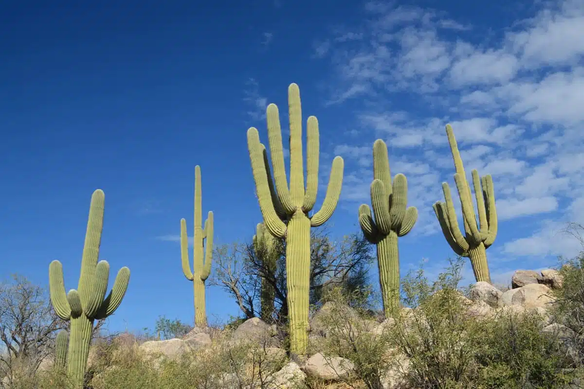 Catalina Canyon Loop  