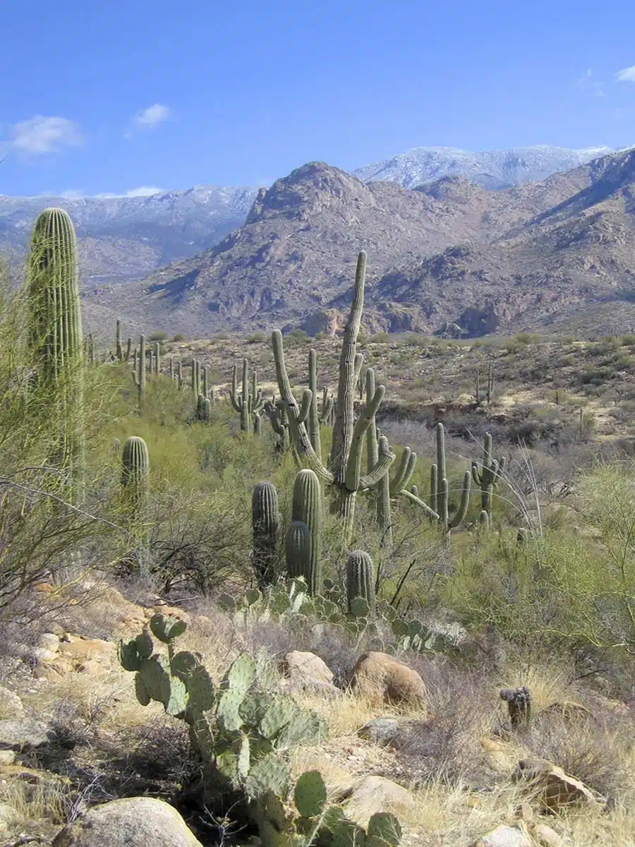 Catalina State Park Tucson, Arizona