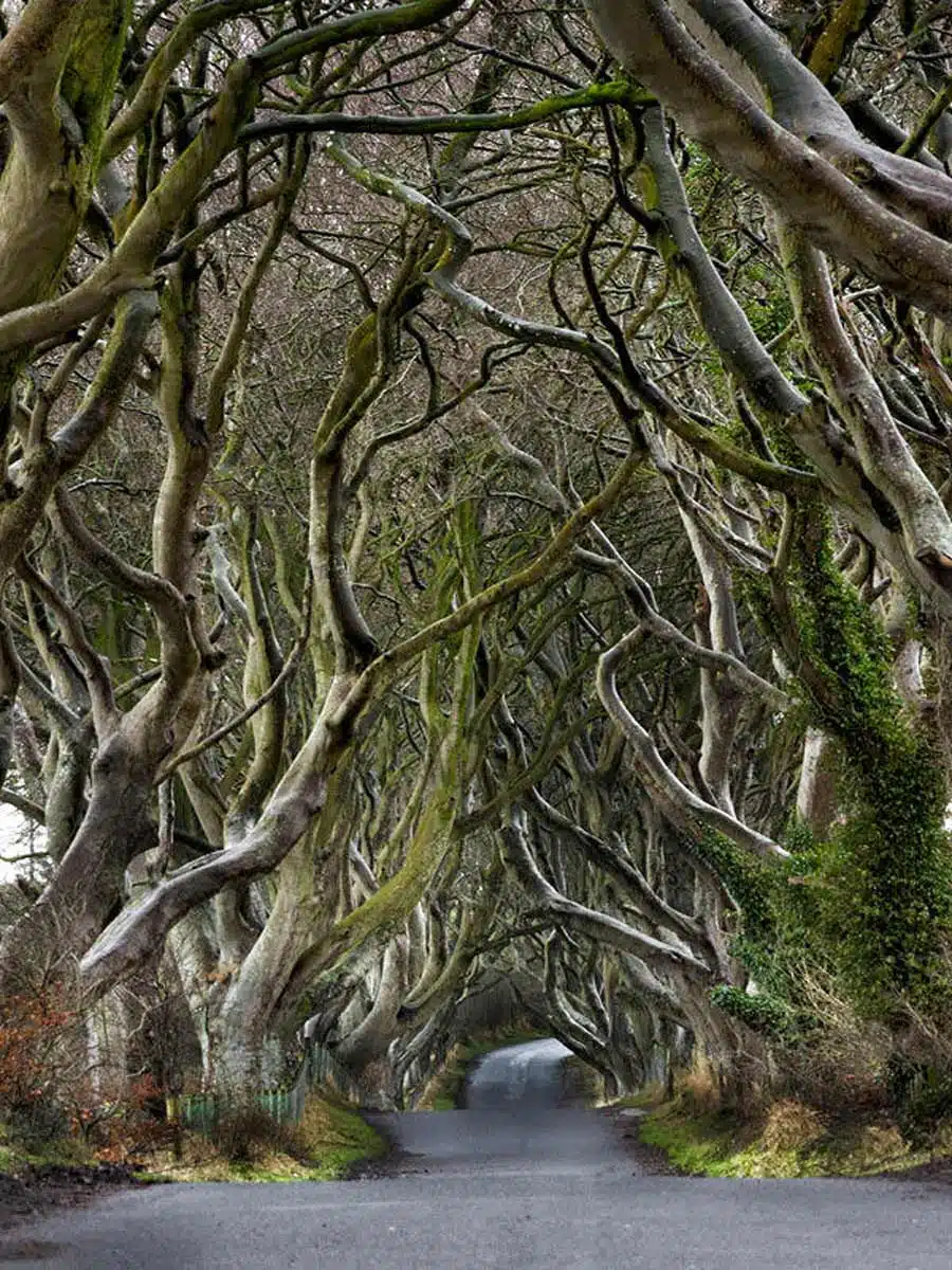 Dark Hedges Northern Ireland