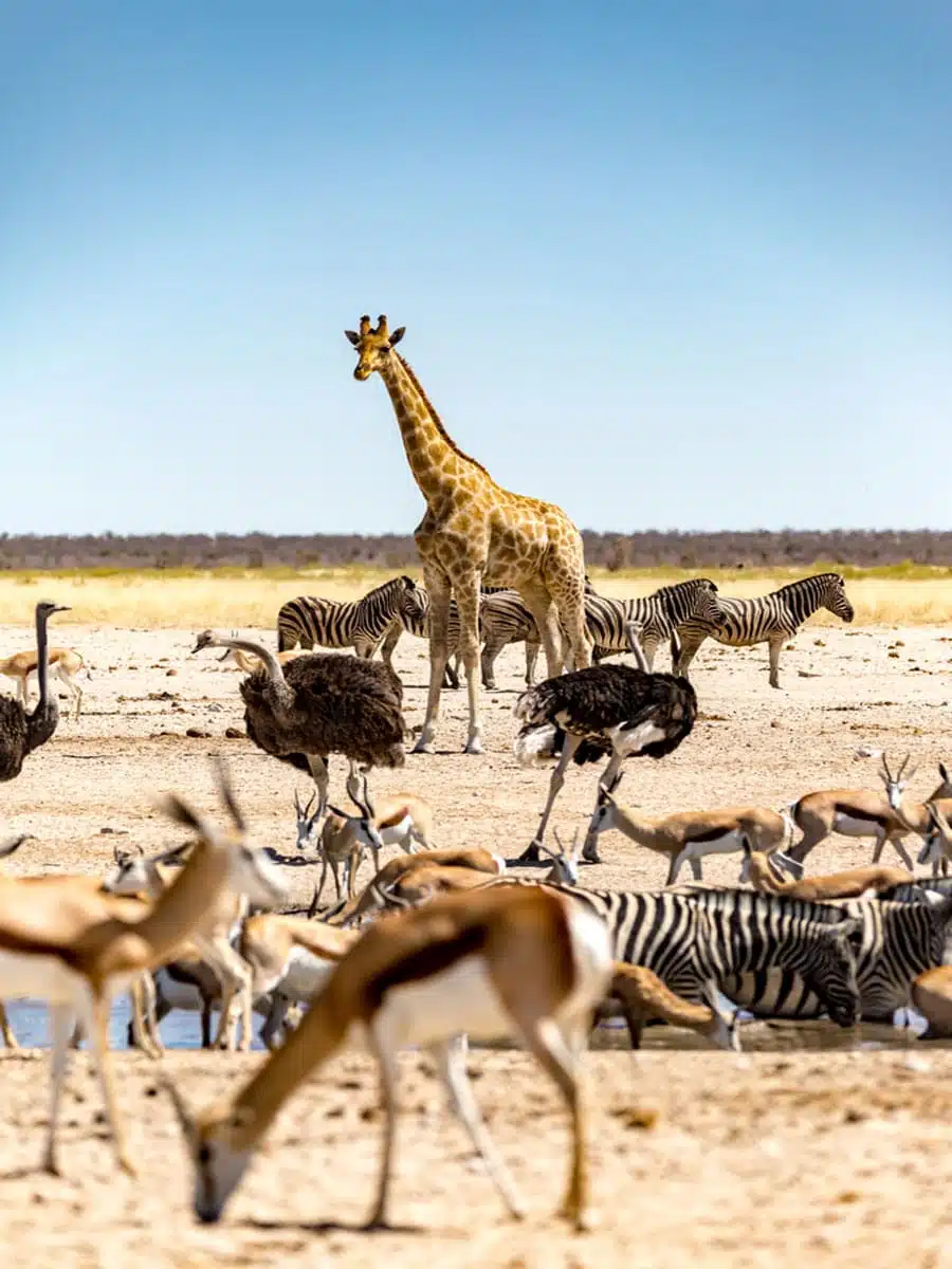 Etosha National Park